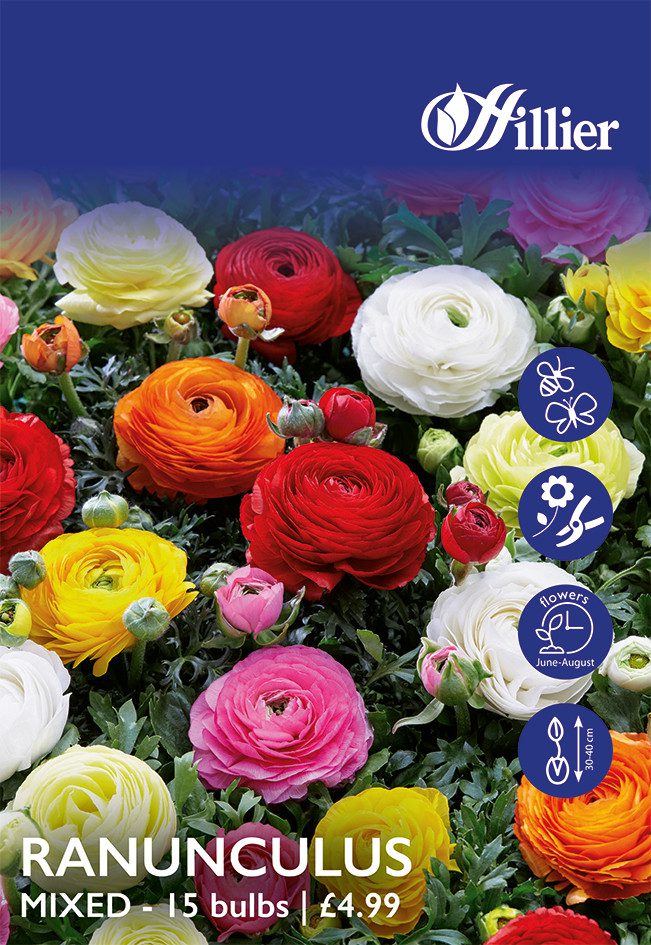 8718641999677 1 Ranunculus Mixed Bulbs.jpg